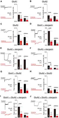 PORCN Negatively Regulates AMPAR Function Independently of Subunit Composition and the Amino-Terminal and Carboxy-Terminal Domains of AMPARs